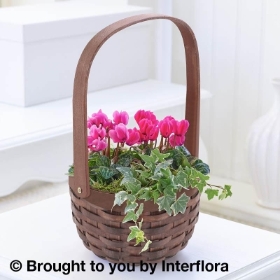 Pink Cyclamen Basket