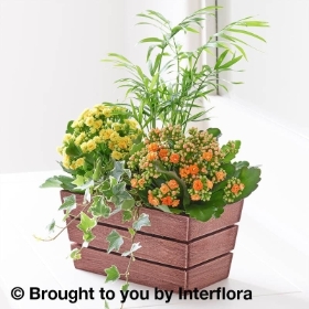 Kalanchoe and Palm Planter