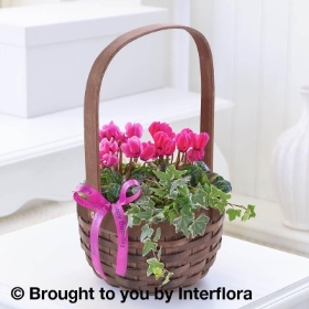 Happy Birthday Pink Cyclamen Basket with 125g Maison Fougere Chocolates