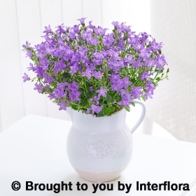 Charming Campanula Jug