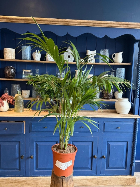 Kentia Palm